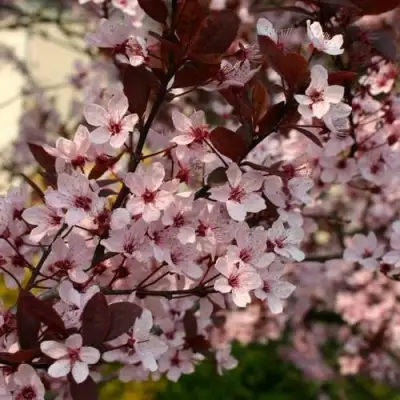 Слива НИГРА растопыреная в Волковыске