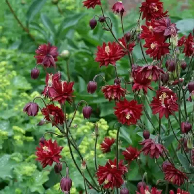 Аквилегия РУБИ ПОРТ обыкновенная в Волковыске