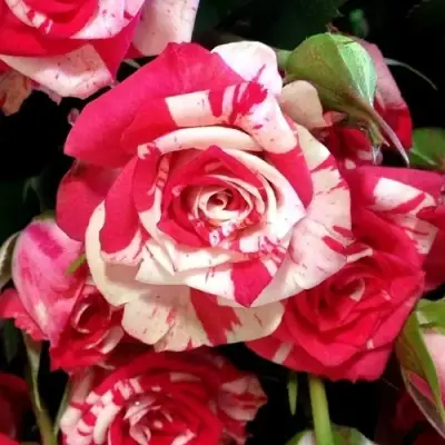 Роза ФАЙЕР ВОРКС миниатюрная в Волковыске