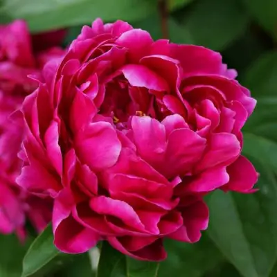 Пион ЛУИ ВАН-ГУТТ травянистый в Волковыске