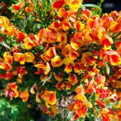 Ракитник АНДРЕАНУС в Волковыске