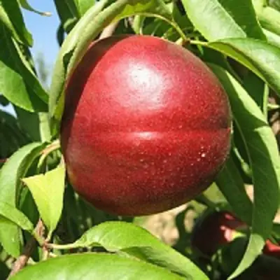 Нектарин ФАНТАЗИЯ в Волковыске