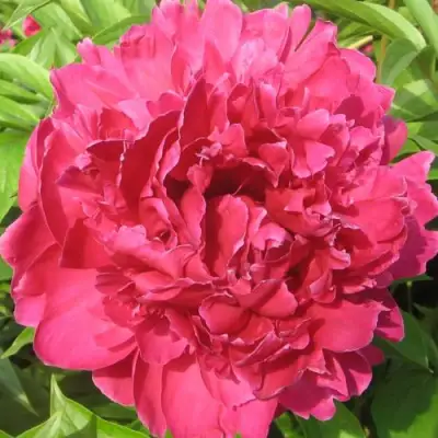 Пион ПУРПУРНЫЙ ФЕНИКС травянистый в Волковыске