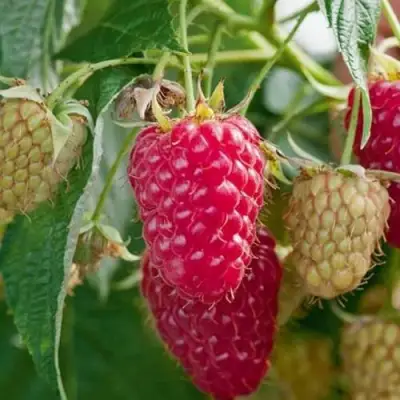 Малина МАРАСТАР в Волковыске