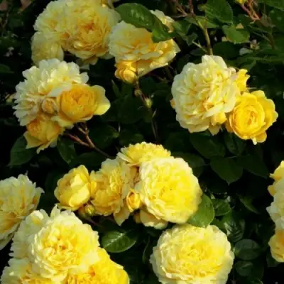 Роза АНИ ДЮПРЕЙ флорибунда в Волковыске