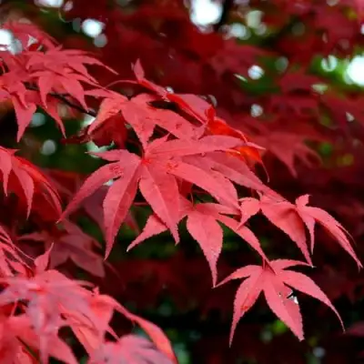 Клен гиннала  в Волковыске