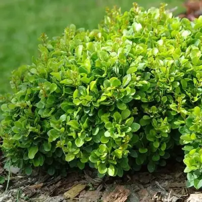 Барбарис КОБОЛЬД тунберга в Волковыске