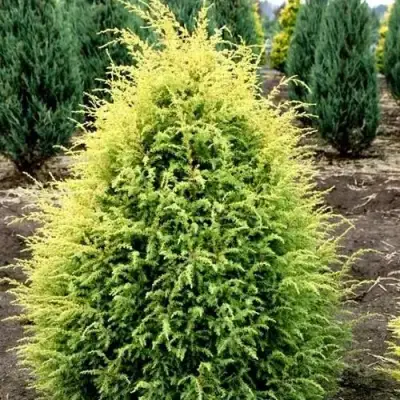 Можжевельник ГОЛД КОН обыкновенный в Волковыске