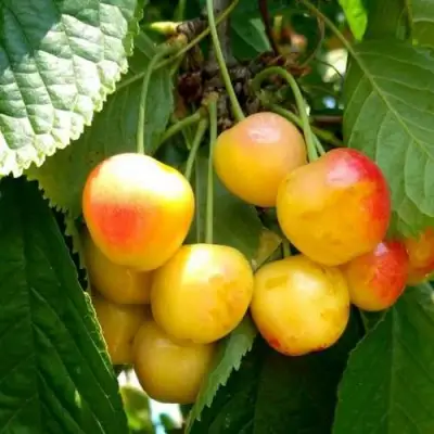 Черешня ЯНТАРНАЯ в Волковыске