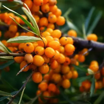 Облепиха МОСКОВСКАЯ ПРОЗРАЧНАЯ в Волковыске