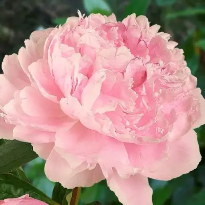 Пион САРА БЕРНАРД травянистый в Волковыске