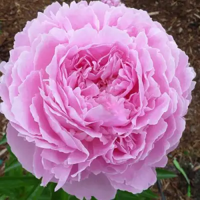 Пион ДЖАКОРМА травянистый в Волковыске