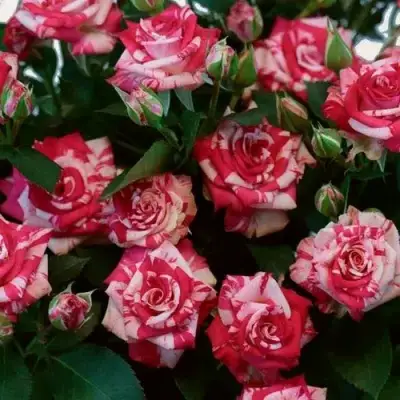 Роза ФАЙЕР ВОРКС миниатюрная в Волковыске