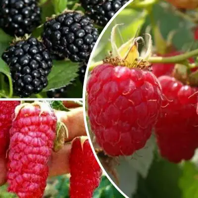 Комплект ЯГОДНЫЙ МИКС в Волковыске