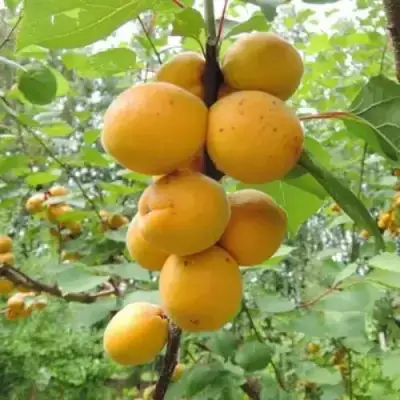 Абрикос ДЕСЕРТНЫЙ ГОЛУБЕВА в Волковыске