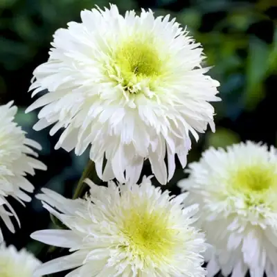 Нивяник ФИОНА ГОГХИЛЛ великолепный в Волковыске