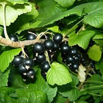 Смородина чёрная ВЕЛОЙ (ЛЕНИНГРАДСКАЯ СЛАДКАЯ) в Волковыске