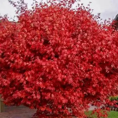 Клен гиннала  в Волковыске