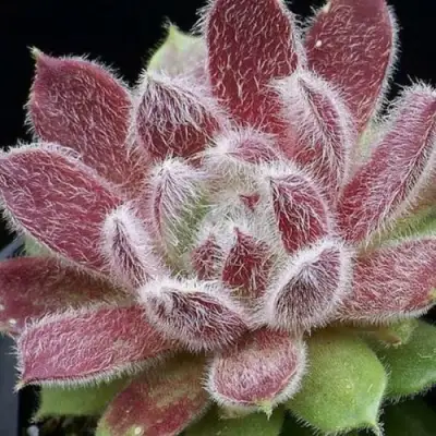 Молодило ТАРАНТУЛА в Волковыске