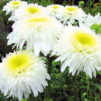 Нивяник ФИОНА ГОГХИЛЛ великолепный в Волковыске