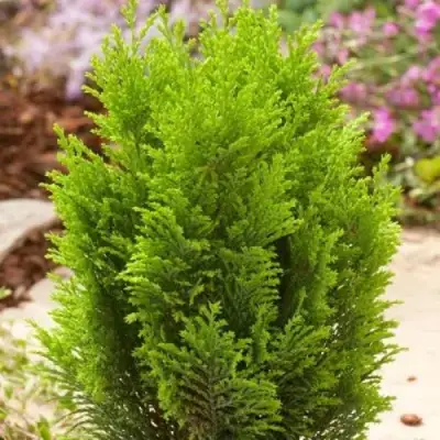 Кипарисовик ЭЛВУДИ ГОЛД лавсона в Волковыске