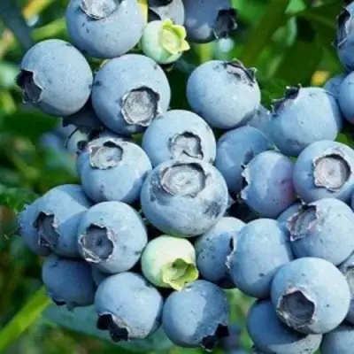 Голубика ПУРУ в Волковыске