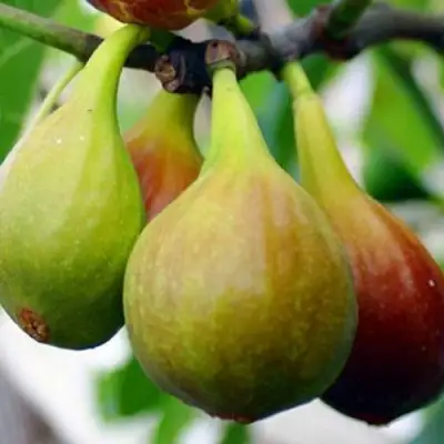 Инжир ДАЛМАТСКИЙ в Волковыске