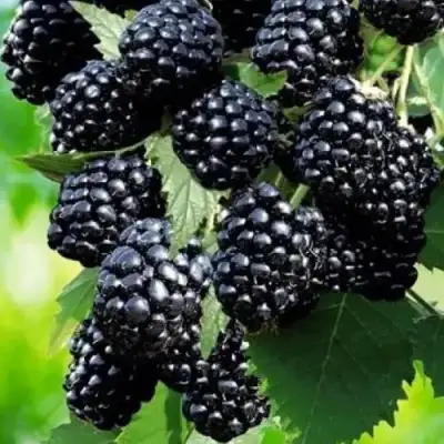 Ежевика АПАЧИ бесшипная  в Волковыске