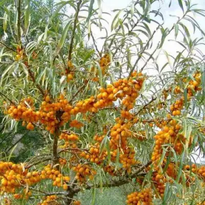 Облепиха ДАР МГУ в Волковыске