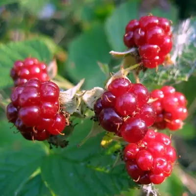 Княженика АСТРА в Волковыске