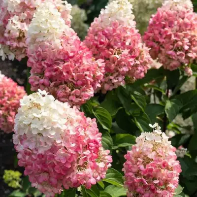 гортензия пинки промис