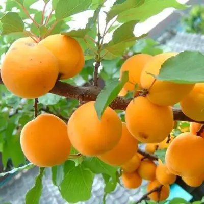 Абрикос ОРИГИНАЛ в Волковыске