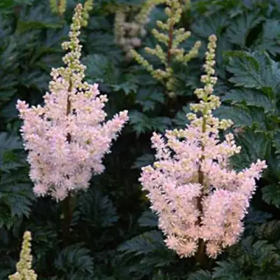 Астильба ЛИЛИПУТ курчавая в Волковыске