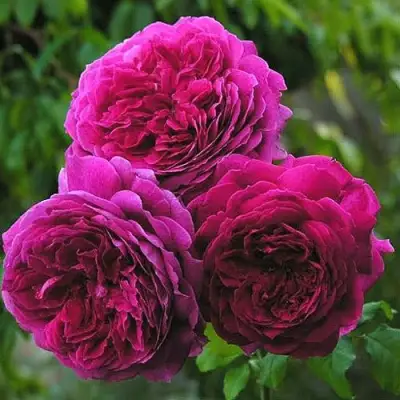 Роза КЕЙТ английская в Волковыске