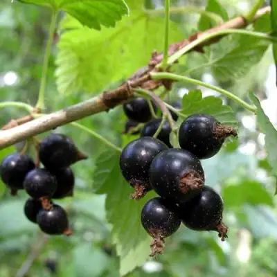 Смородина чёрная ШАРОВИДНАЯ в Волковыске