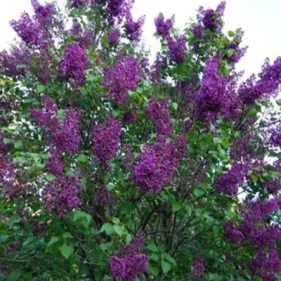 Сирень СУМЕРКИ в Волковыске