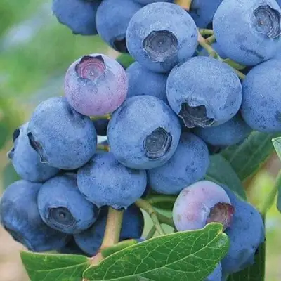 Голубика ЭРЛИБЛЮ в Волковыске