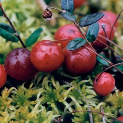 Клюква МАК ФАРЛИН в Волковыске