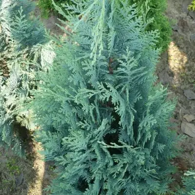 Кипарисовик КОЛУМНАРИС лавсона в Волковыске