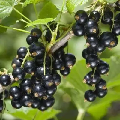 Смородина чёрная ВОЛШЕБНИЦА в Волковыске