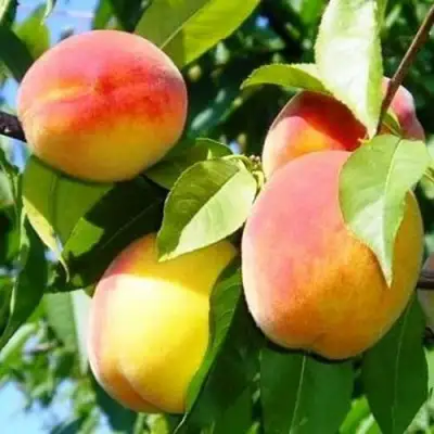 Персик ПАМЯТЬ ЛОЙКО в Волковыске