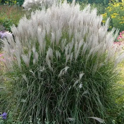 Мискантус КЛЯЙН СИЛЬБЕРСПАЙН китайский  в Волковыске