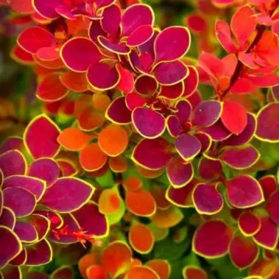 Барбарис ОРАНЖ САНРАЙЗ тунберга в Волковыске