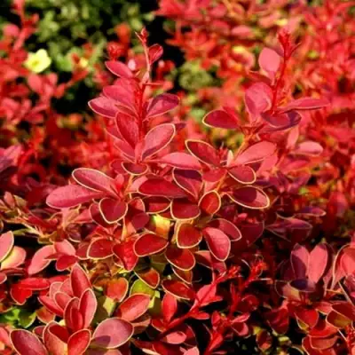 Барбарис КОРАЛ тунберга в Волковыске