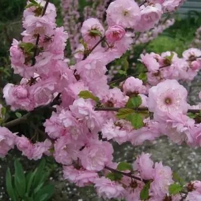 Миндаль ТРЁХЛОПАСТНЫЙ (луизеания) в Волковыске