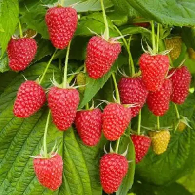 Малина БРУСВЯНА в Волковыске