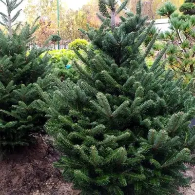 Пихта ФРАЗЕРА в Волковыске