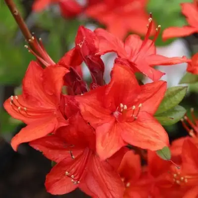 Азалия ПАРКФАЕР листопадная в Волковыске