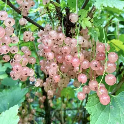 Смородина розовая ГОЛЛАНДСКАЯ РОЗОВАЯ в Волковыске