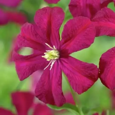 Клематис МАДАМ ДЖУЛИЯ КОРРЕВОН в Волковыске